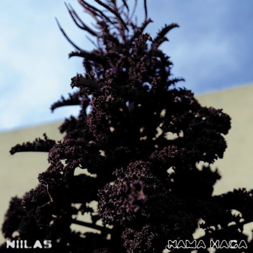 Niilas - Nama Haga (2026) [Hi-Res]