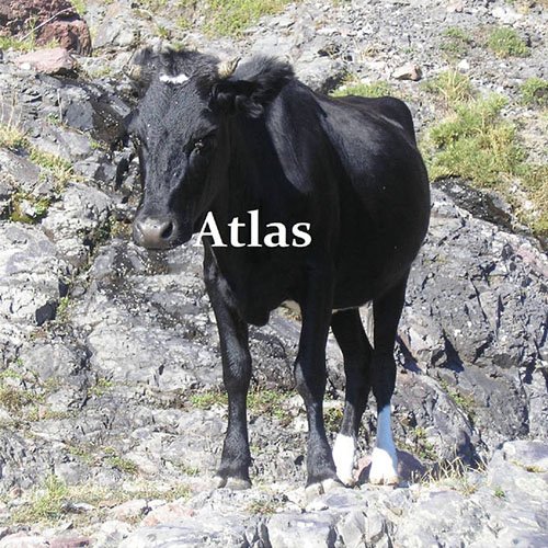 Atlas - Atlas (2017)